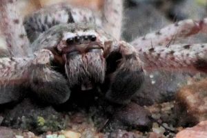 Huntsman Spider (Holconia sp) (Holconia sp)